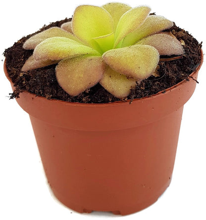 Pinguicula Agnata Casper Fettkraut