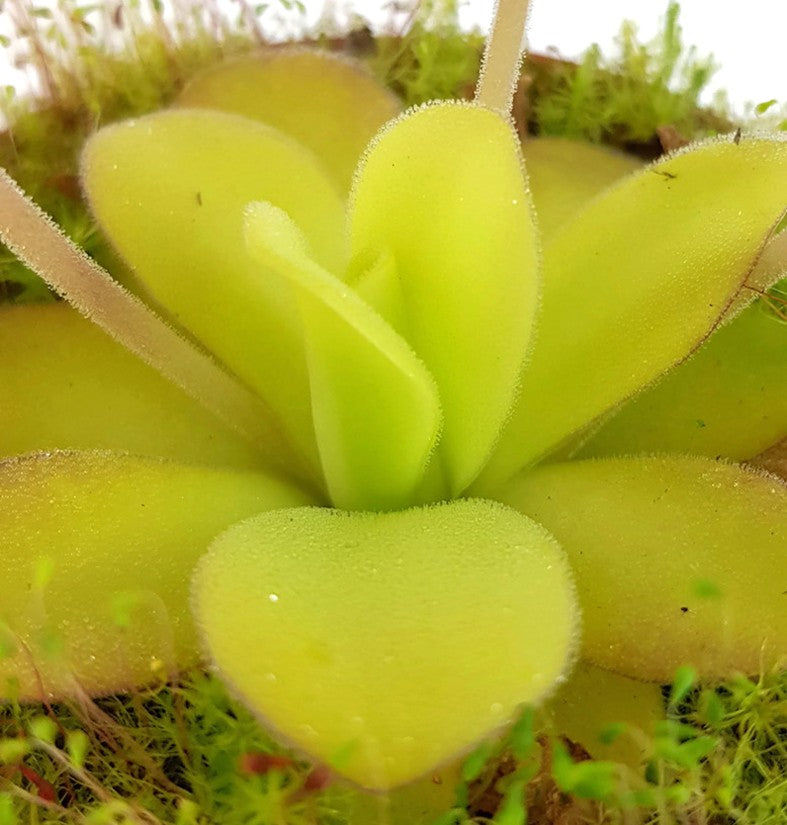 Pinguicula Agnata Casper Fettkraut