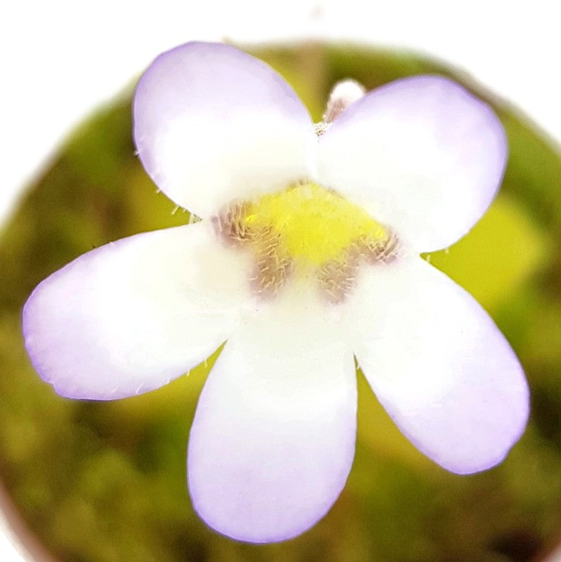 Pinguicula Agnata Casper Fettkraut