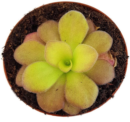 Pinguicula Agnata Casper Fettkraut