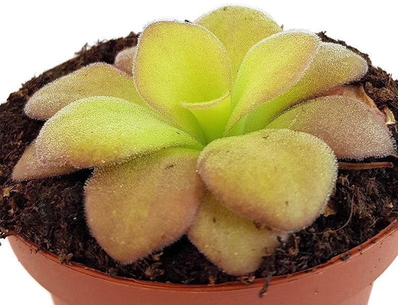 Pinguicula Agnata Casper Fettkraut