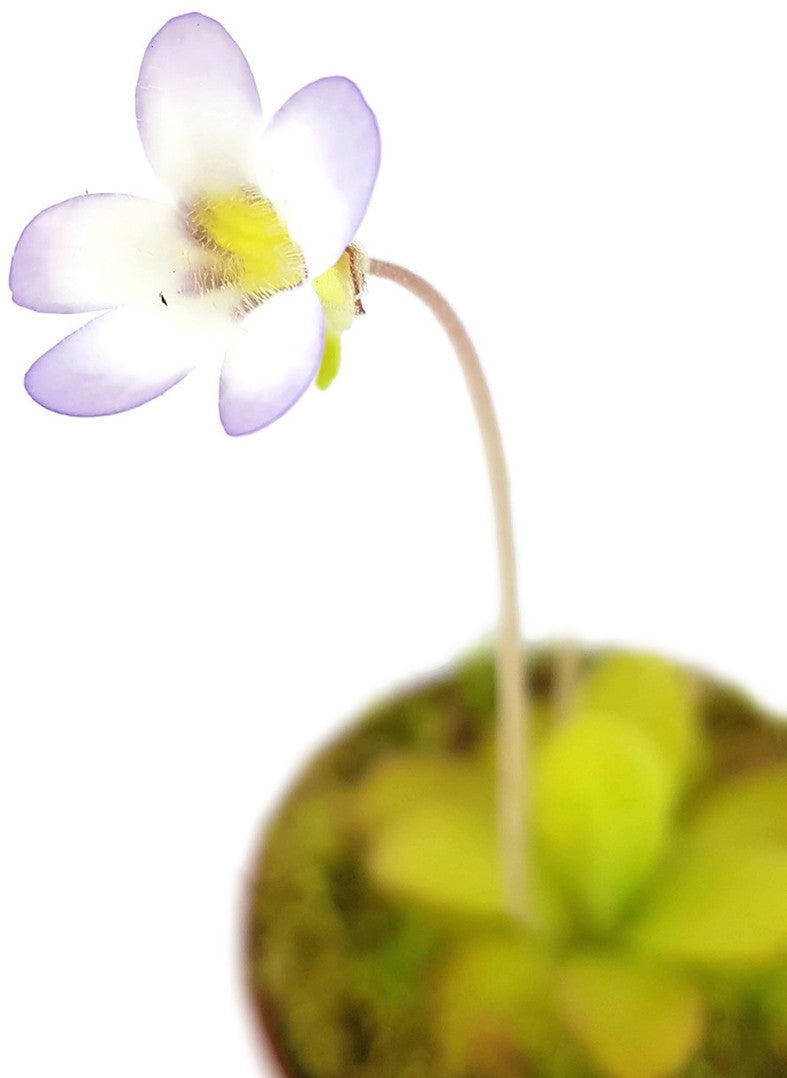 Pinguicula Agnata Casper Fettkraut