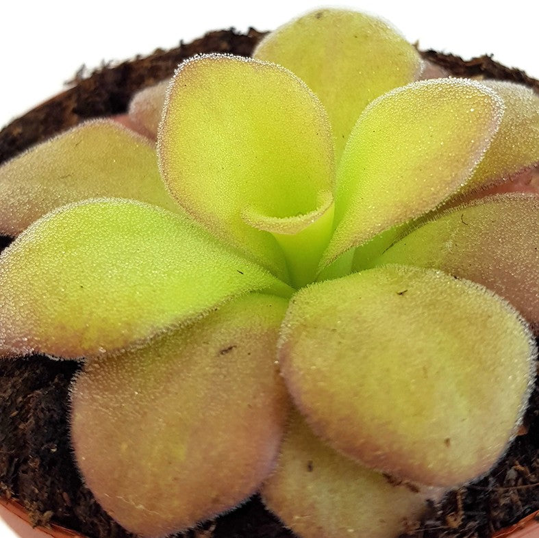 Pinguicula Agnata Casper Fettkraut