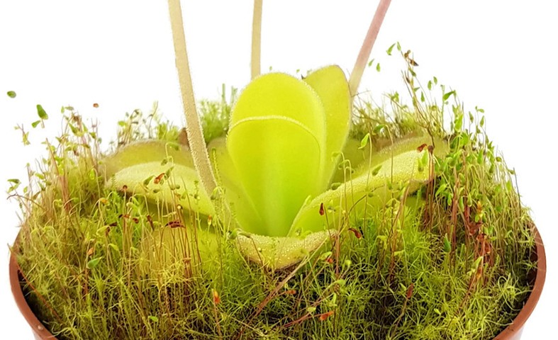 Pinguicula Agnata Casper Fettkraut