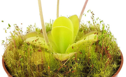 Pinguicula Agnata Casper Fettkraut