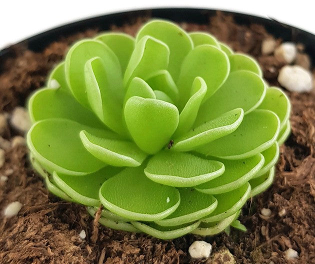 Pinguicula esseriana mexikanisches Fettkraut