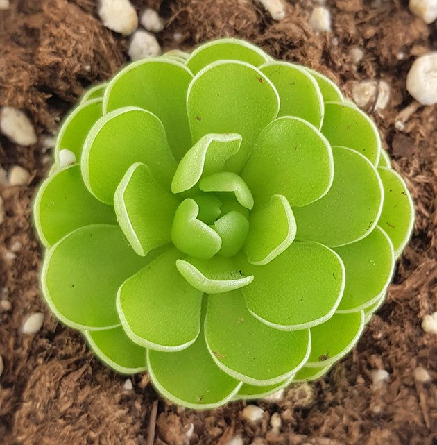 Pinguicula esseriana mexikanisches Fettkraut