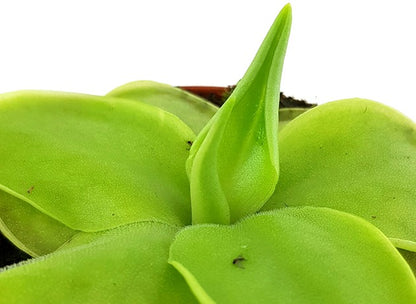 Pinguicula Golden Eye cremefarbenes Fettkraut