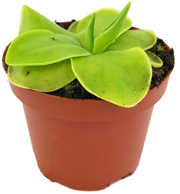 Pinguicula Golden Eye cremefarbenes Fettkraut