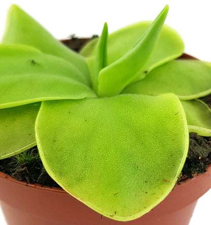 Pinguicula Golden Eye cremefarbenes Fettkraut