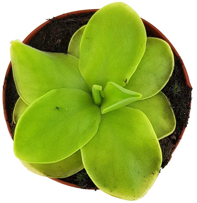 Pinguicula Golden Eye cremefarbenes Fettkraut