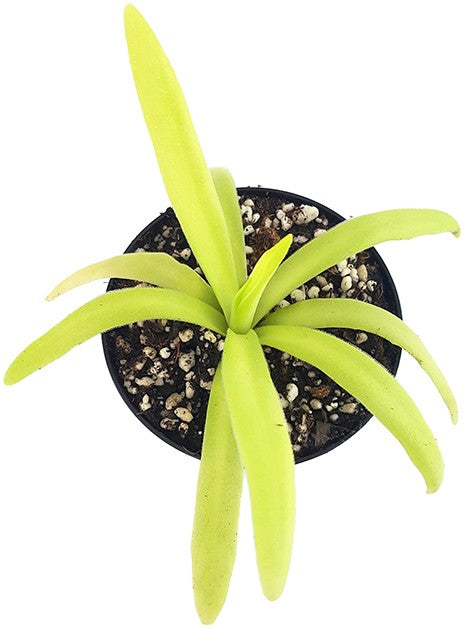 Pinguicula gigantea Alba x moctezumae seedgrown