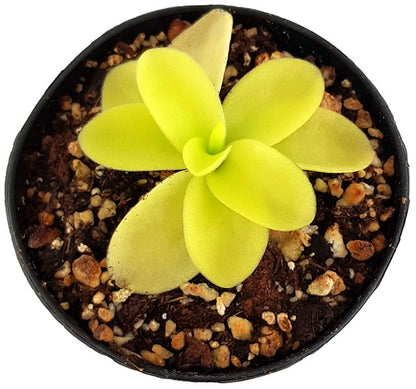 Pinguicula gigantea White Flower