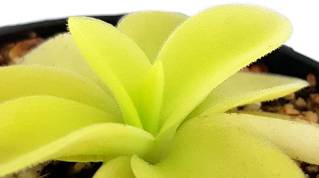 Pinguicula gigantea White Flower