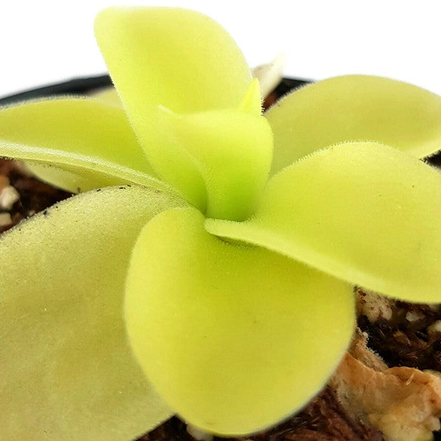 Pinguicula gigantea White Flower