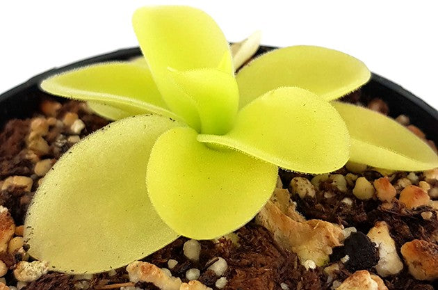 Pinguicula gigantea White Flower