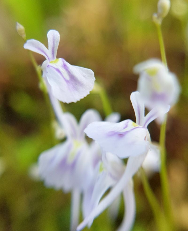 Utricularia sandersonii