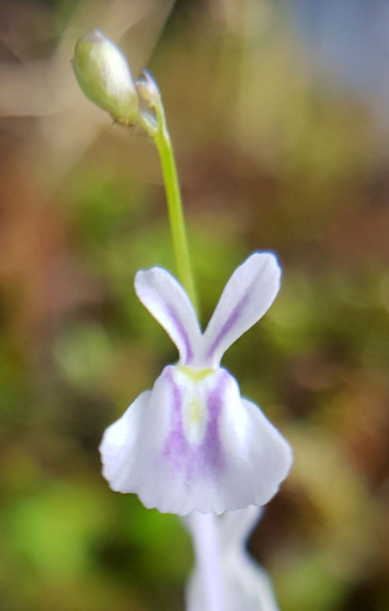 Utricularia sandersonii