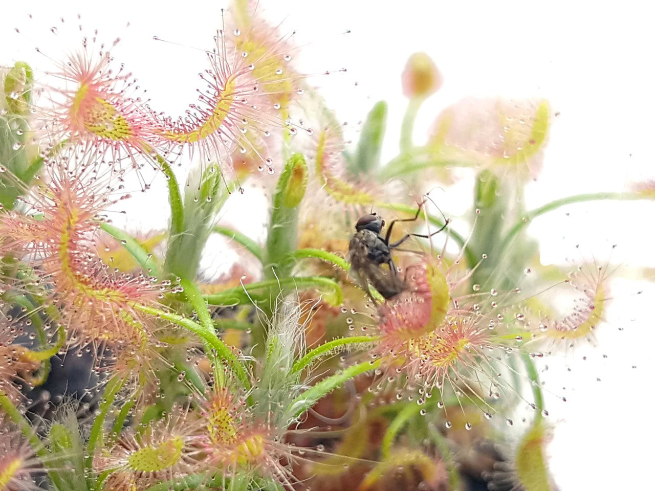 Drosera Scorpioides - Zwergsonnentau