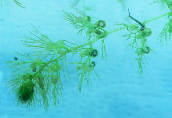 Utricularia Australis verkannte Wasserschlauch