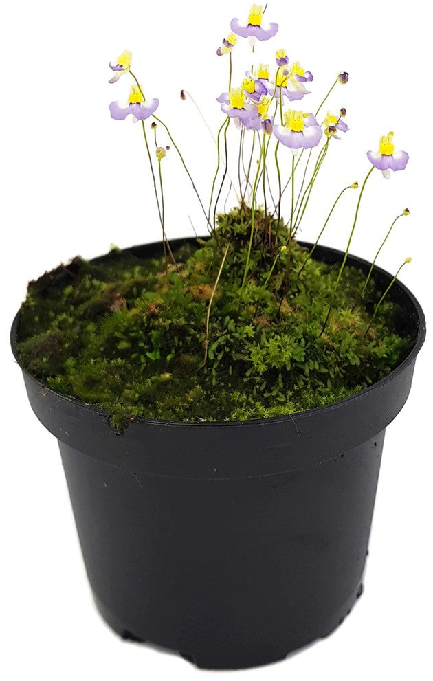 Utricularia bisquamata