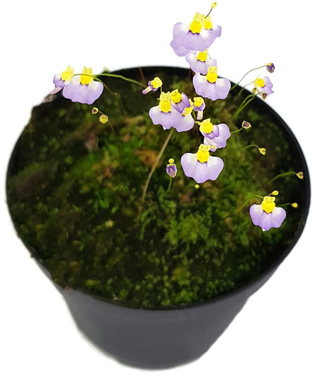 Utricularia bisquamata