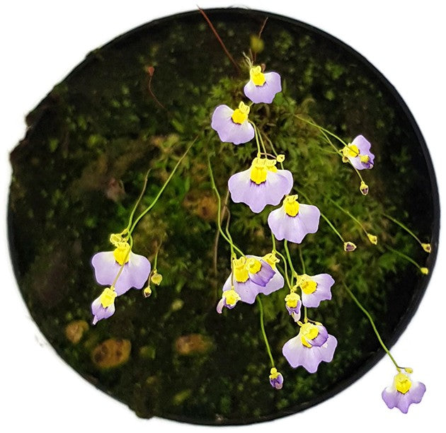 Utricularia bisquamata