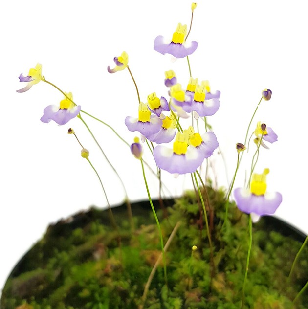 Utricularia bisquamata