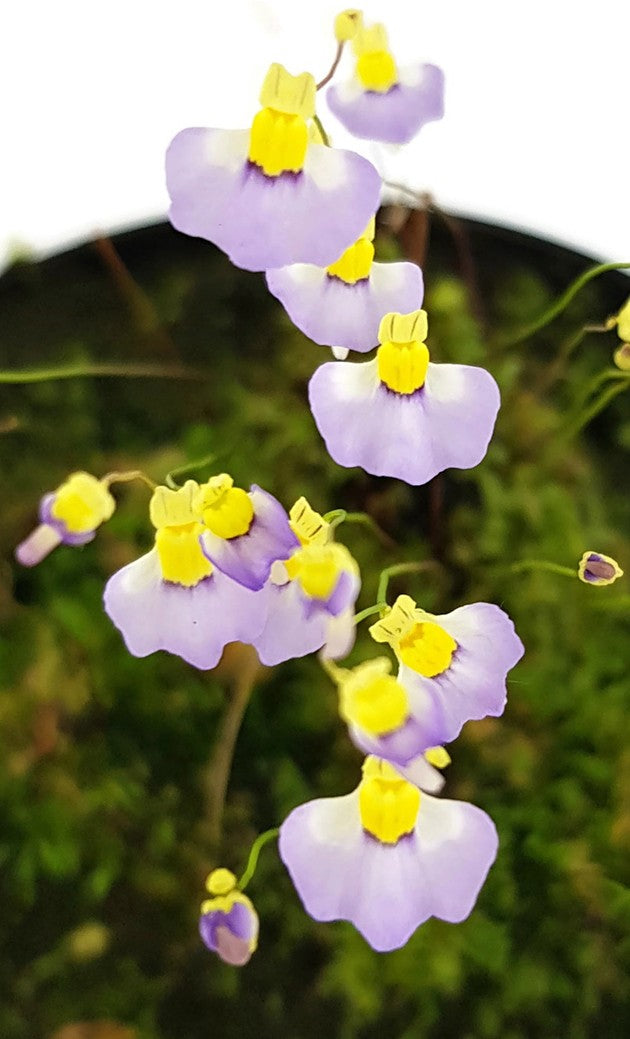 Utricularia bisquamata