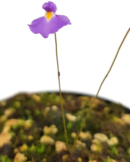 Utricularia minutissima