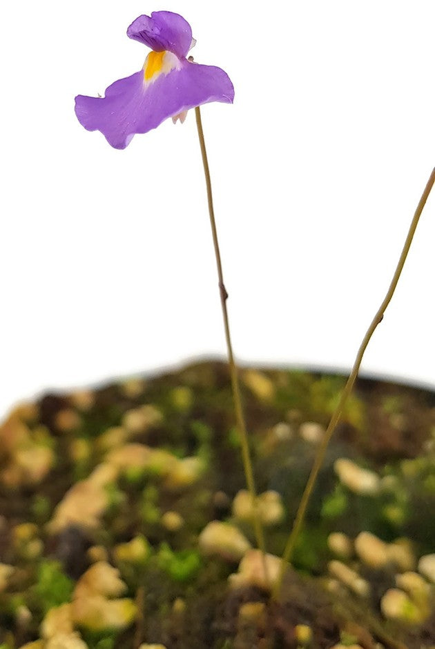 Utricularia minutissima