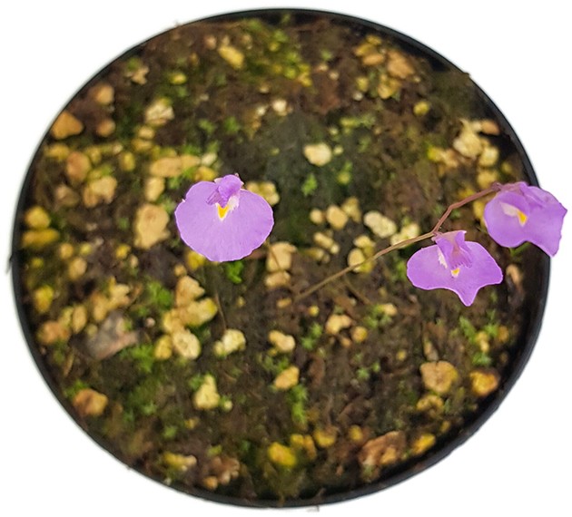 Utricularia minutissima