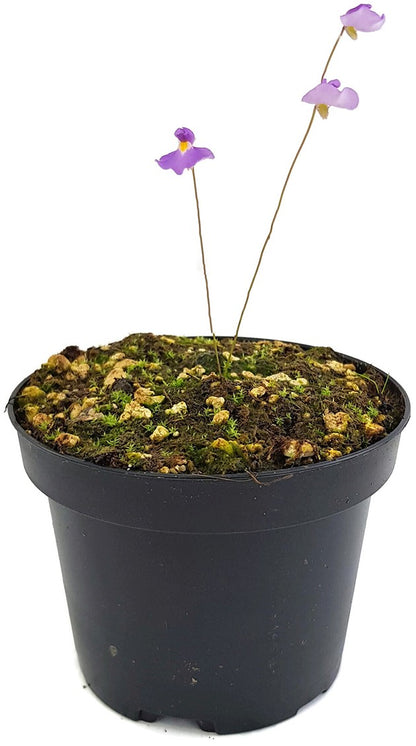 Utricularia minutissima