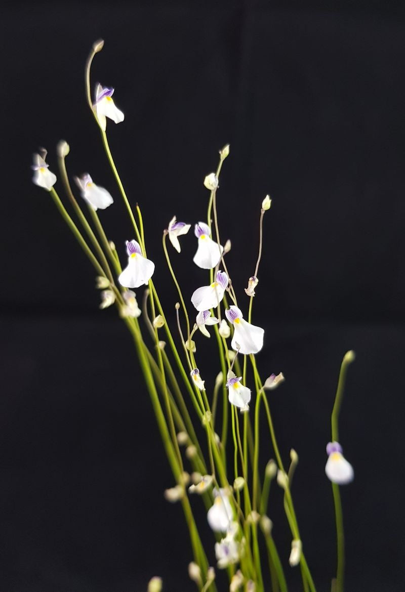 Utricularia blanchetii White Flower