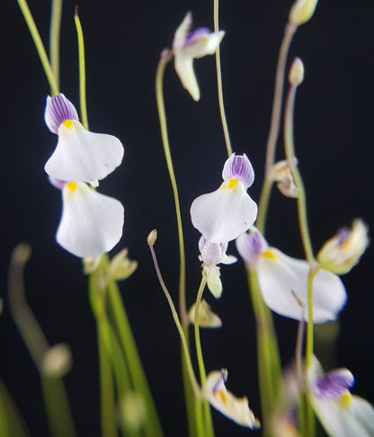 Utricularia blanchetii White Flower