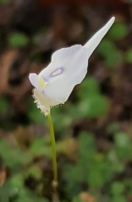 Utricularia pubescens