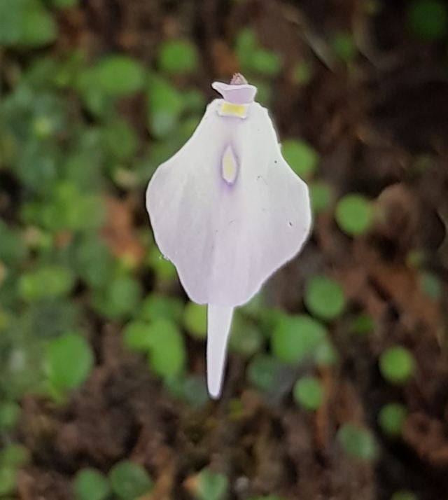 Utricularia pubescens