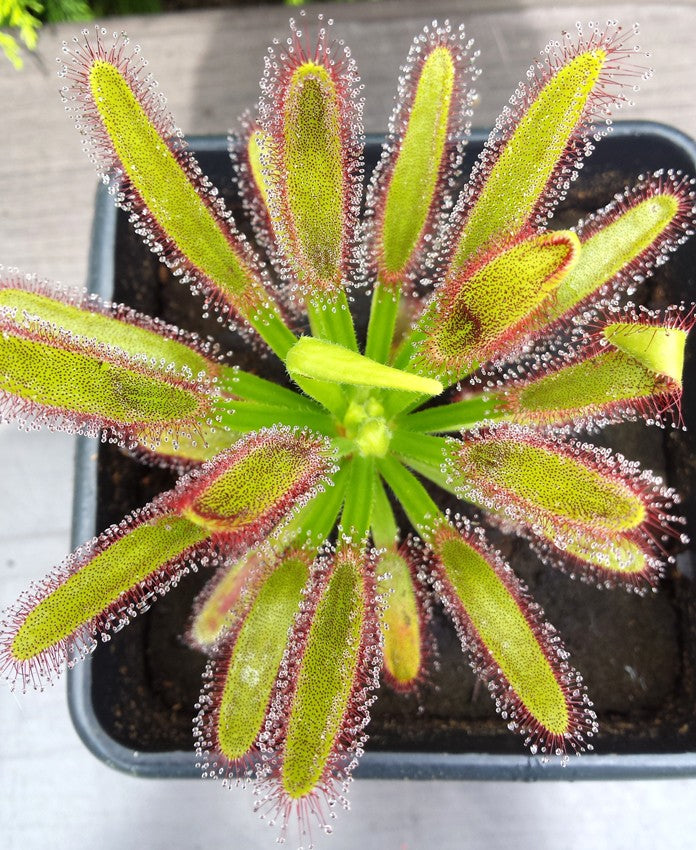 Drosera Capensis Wide Leaf