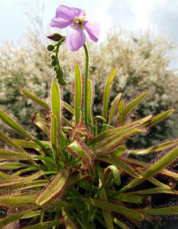 Drosera Capensis X Wide Leaf Typ