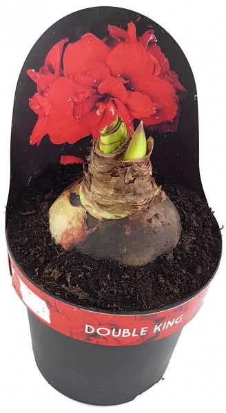 Hippeastrum Double King - Ritterstern mit roter Blüte