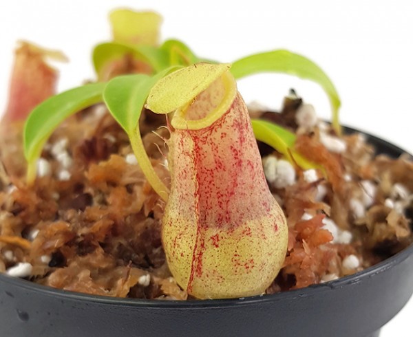 Nepenthes burkei BE-3254