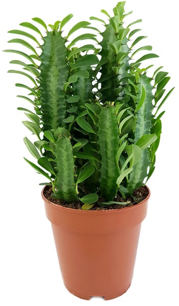 Euphorbia trigona Green - grüne dreikantige Wolfsmilch