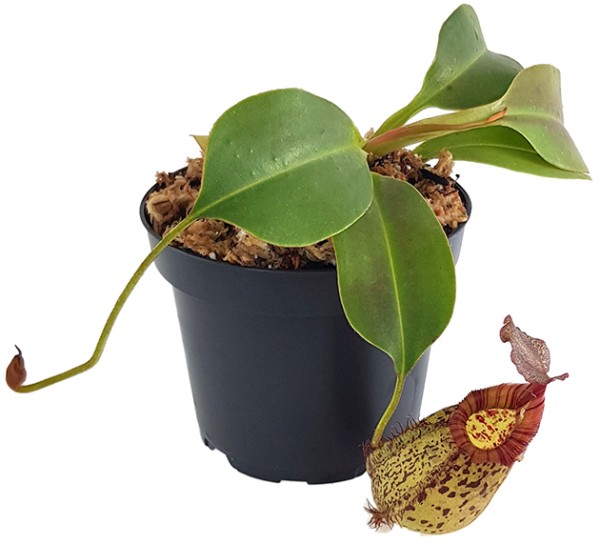 Nepenthes robcantleyi x (aristolochioides x spectabilis) BE-3966