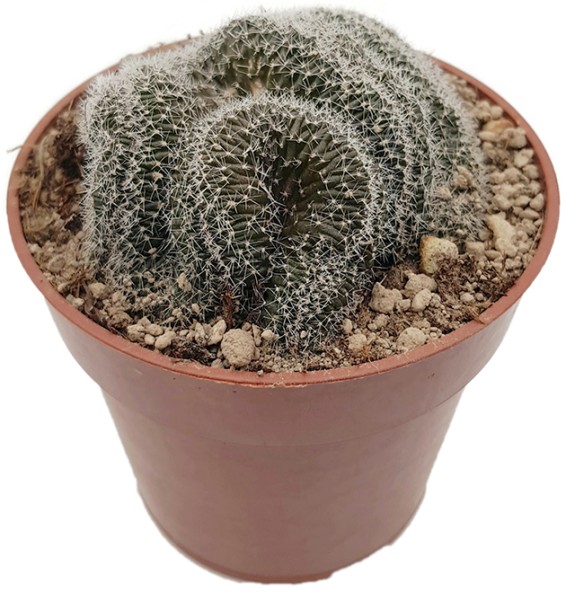 Lobivia densipina cristata - Kaktus