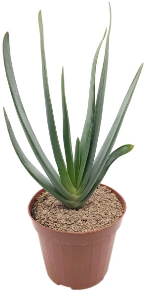 Aloe plicatilis - Fächeraloe
