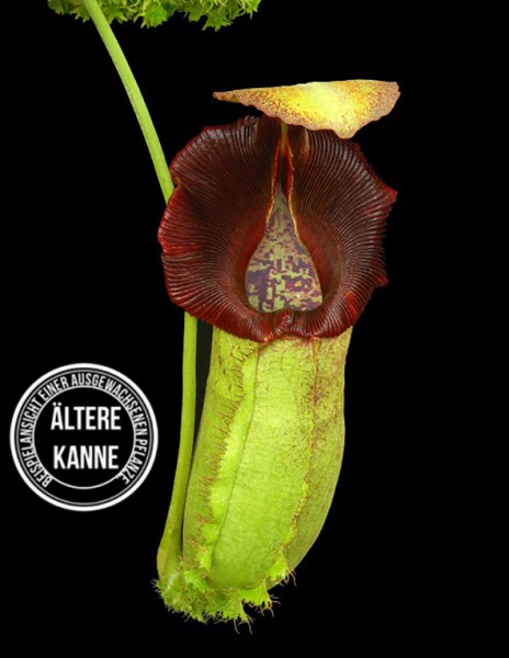 Nepenthes spathulata x robcantleyi BE-4541