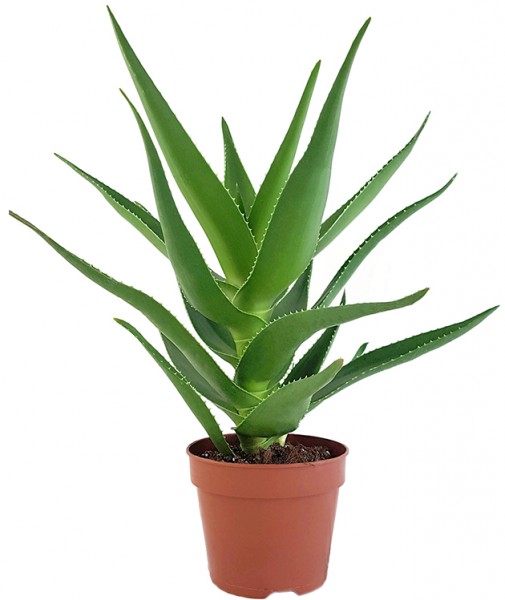 Aloe delaetii - nützliche Sukkulente