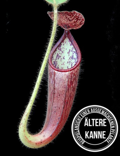 Nepenthes glandulifera BE-3766