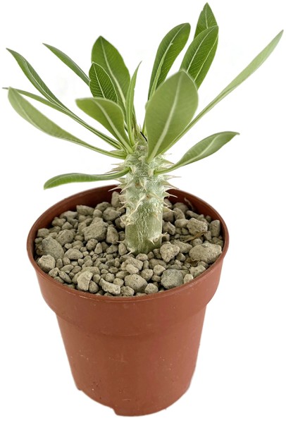 Pachypodium horombense - Caudexpflanze