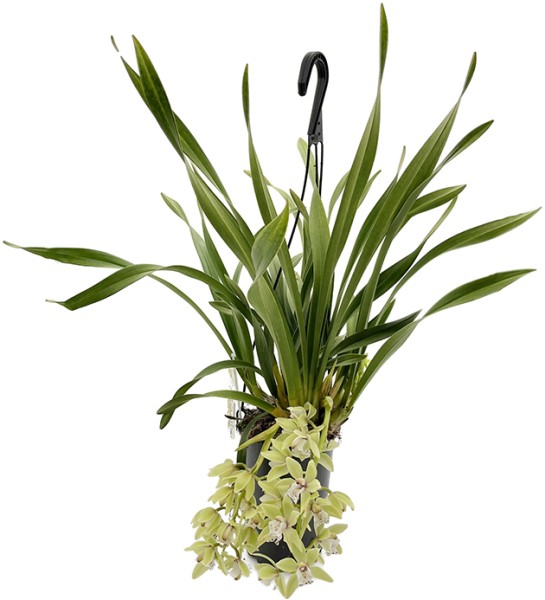 Cymbidium Cascade 'Thana' - Orchidee